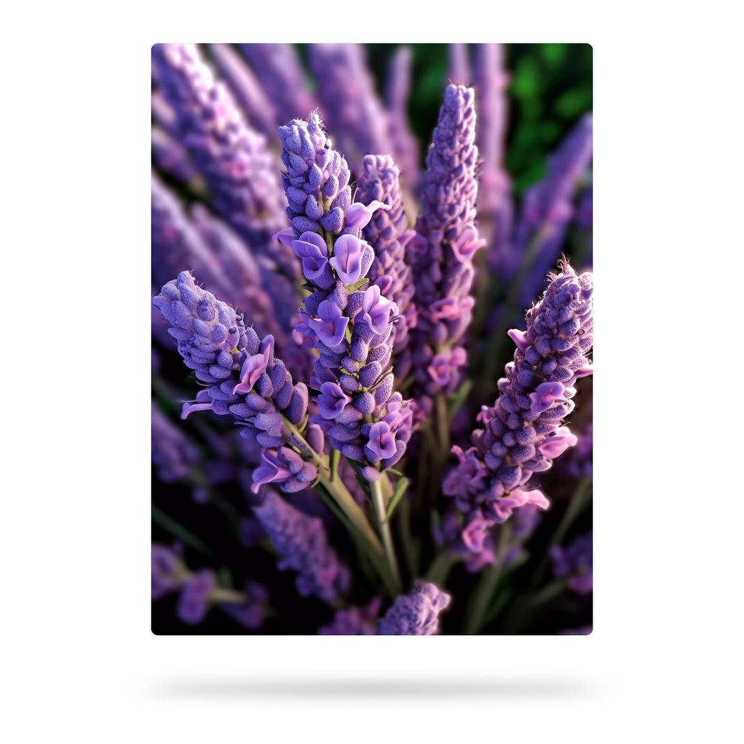 Lavendel Lässigkeit - Duftende Schönheit in Nahaufnahme