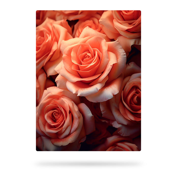 Rosen Romantik - Nahaufnahme von Rose Schönheit