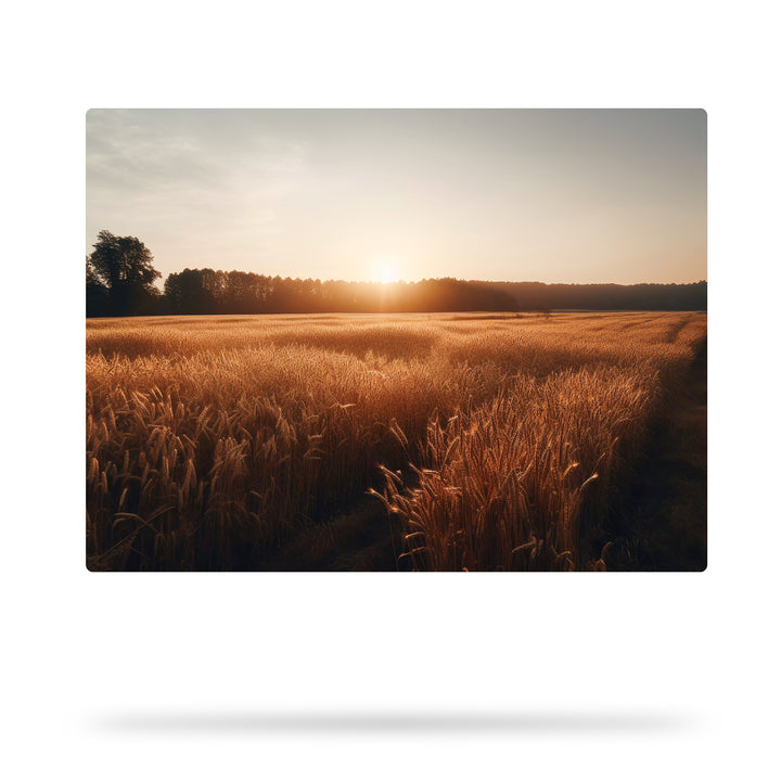 Weizenfelder im Abendlicht - Sonnenuntergang